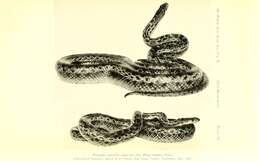 Image of Pituophis catenifer annectens Baird & Girard 1853