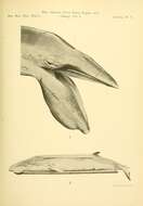 Слика од остроклун кит