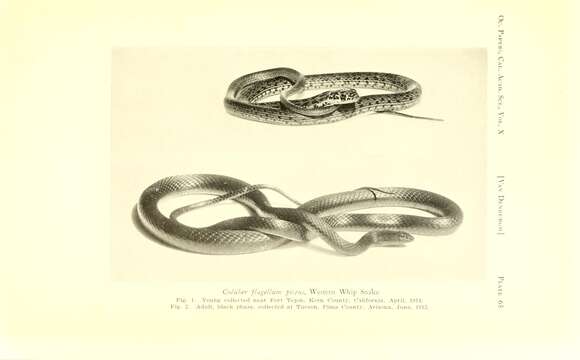 Image de Coluber flagellum piceus (Cope 1892)