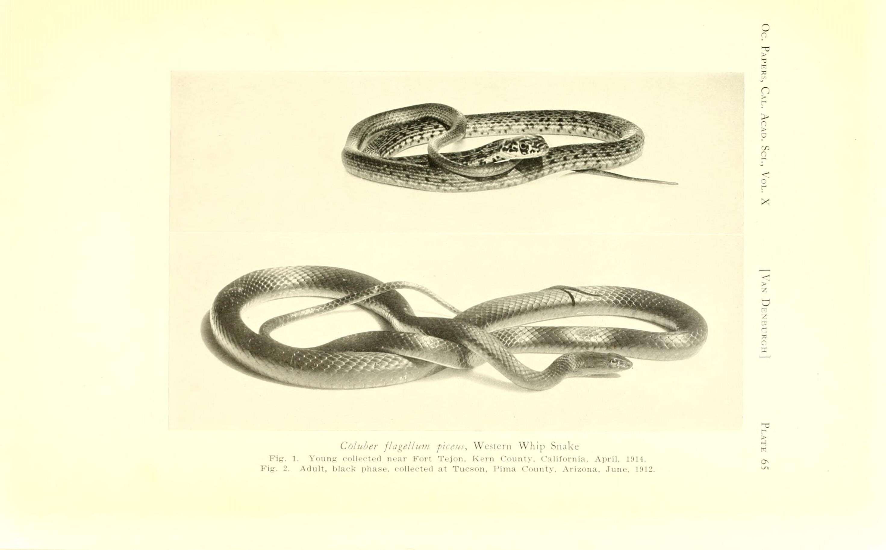 Image of Coluber flagellum piceus (Cope 1892)