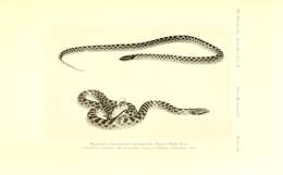 Imagem de Hypsiglena ochrorhynchus ochrorhynchus Cope 1860