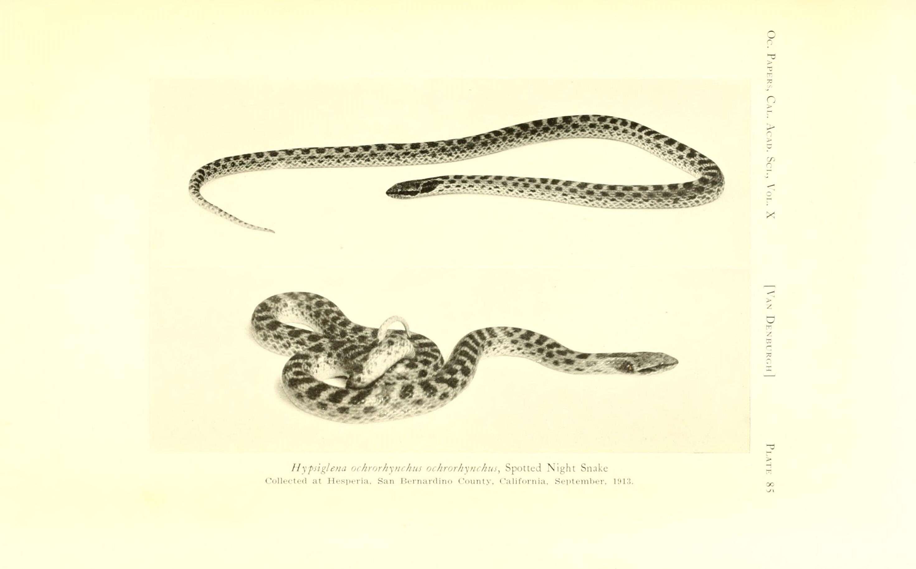 Image of Hypsiglena ochrorhynchus ochrorhynchus Cope 1860