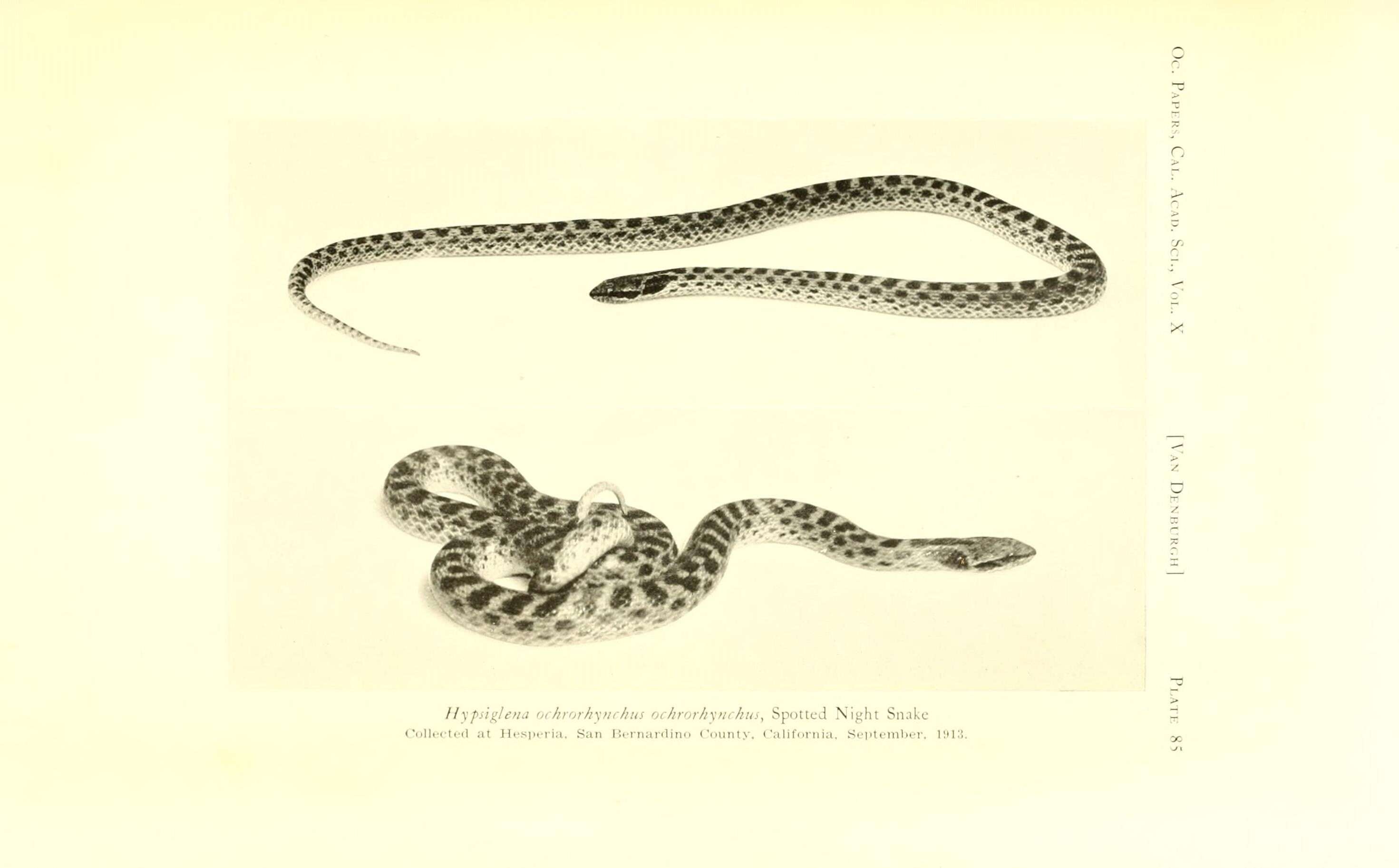 Imagem de Hypsiglena ochrorhynchus ochrorhynchus Cope 1860