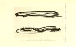 صورة Thamnophis sirtalis infernalis (Blainville 1835)