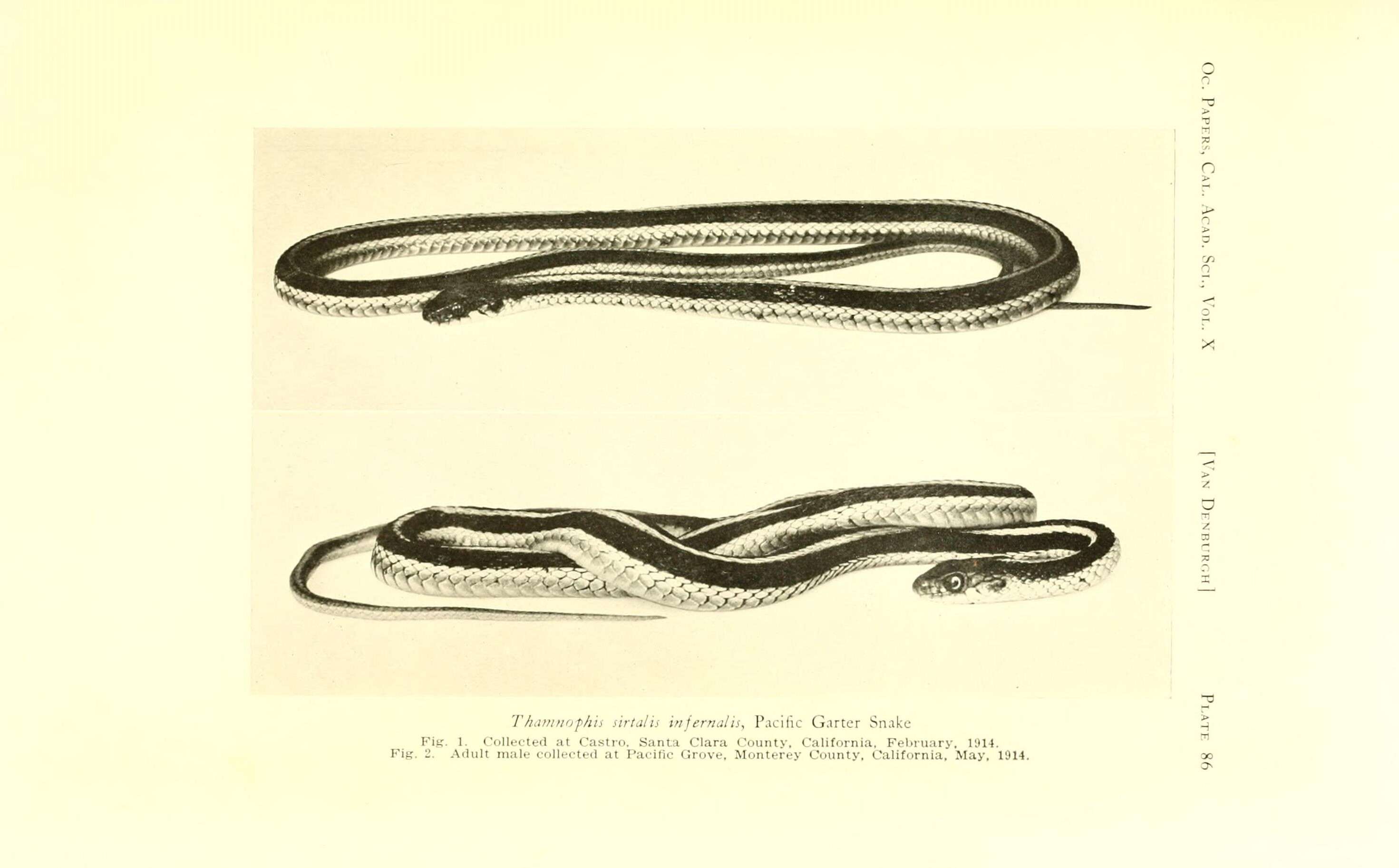 صورة Thamnophis sirtalis infernalis (Blainville 1835)
