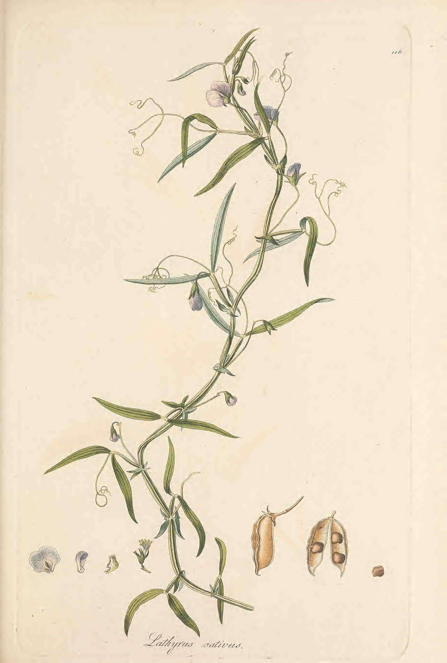 Image of white pea