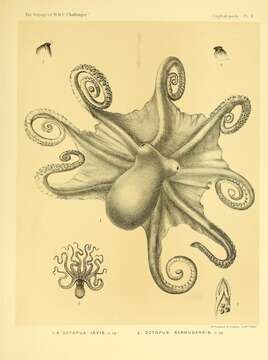 Image of Callistoctopus Taki 1964