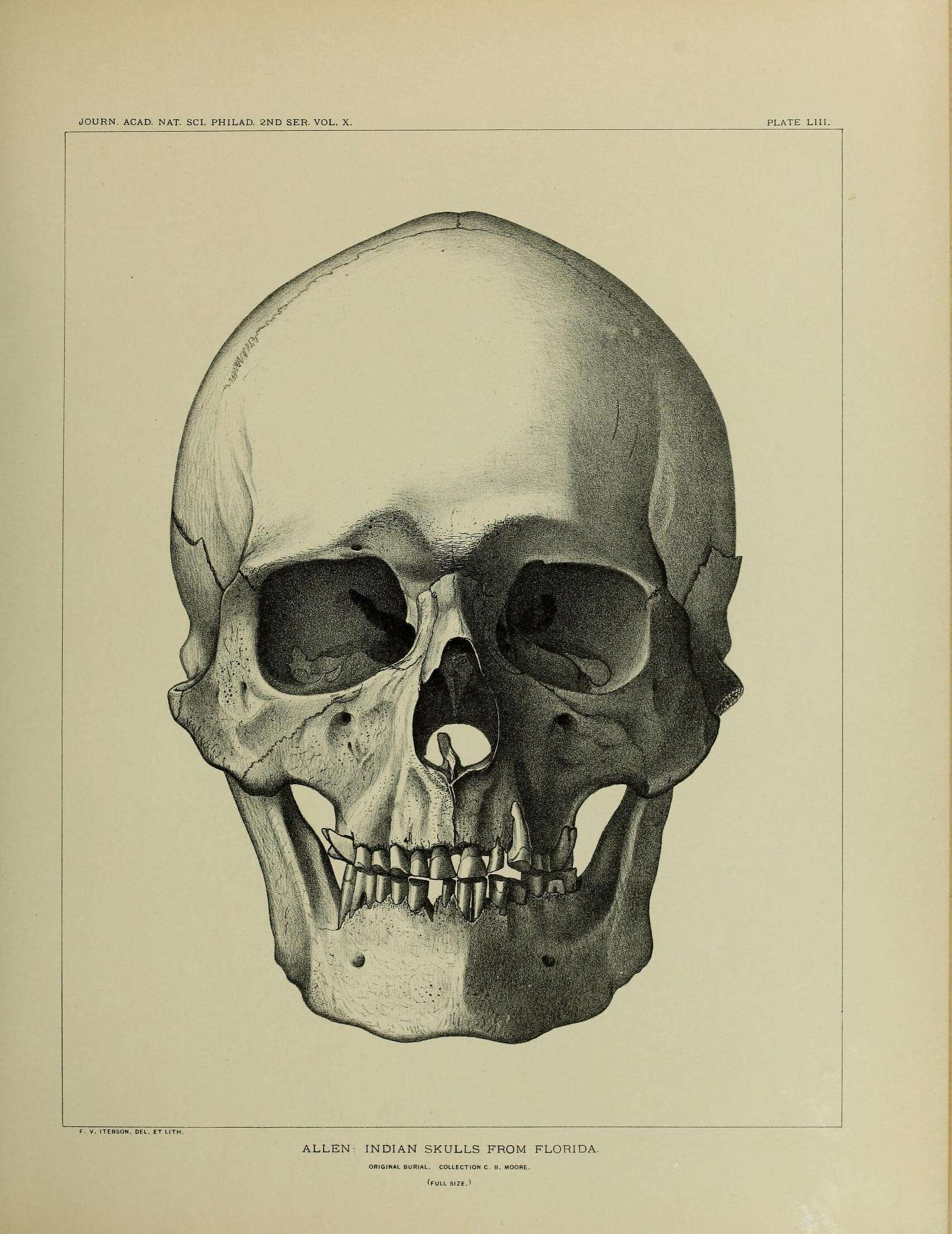 Image de Homo Linnaeus 1758