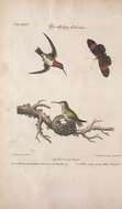 Image of Ruby-throated Hummingbird