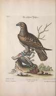 Image of Buteo Lacépède 1799