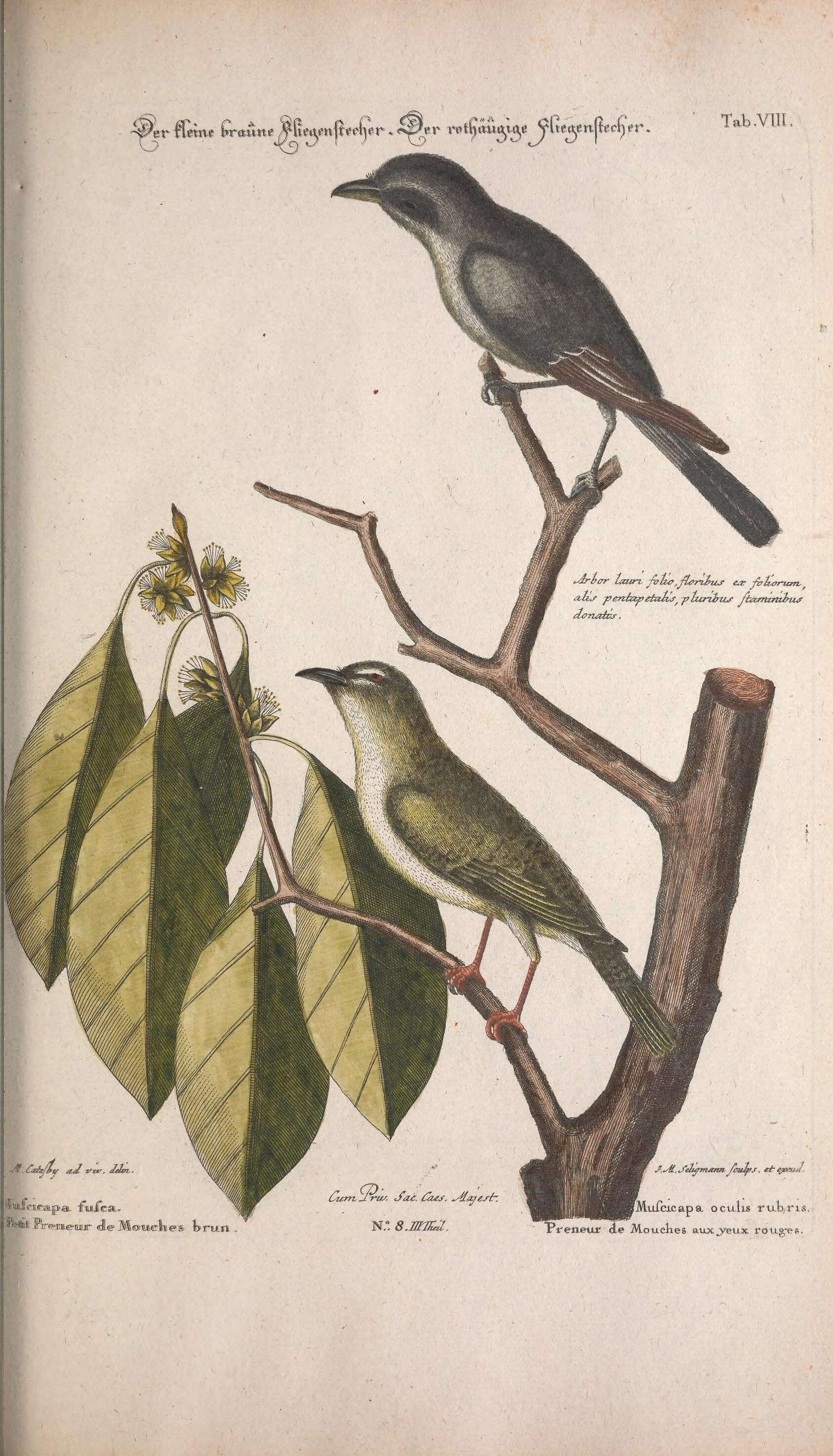 Image of Eastern Wood Pewee