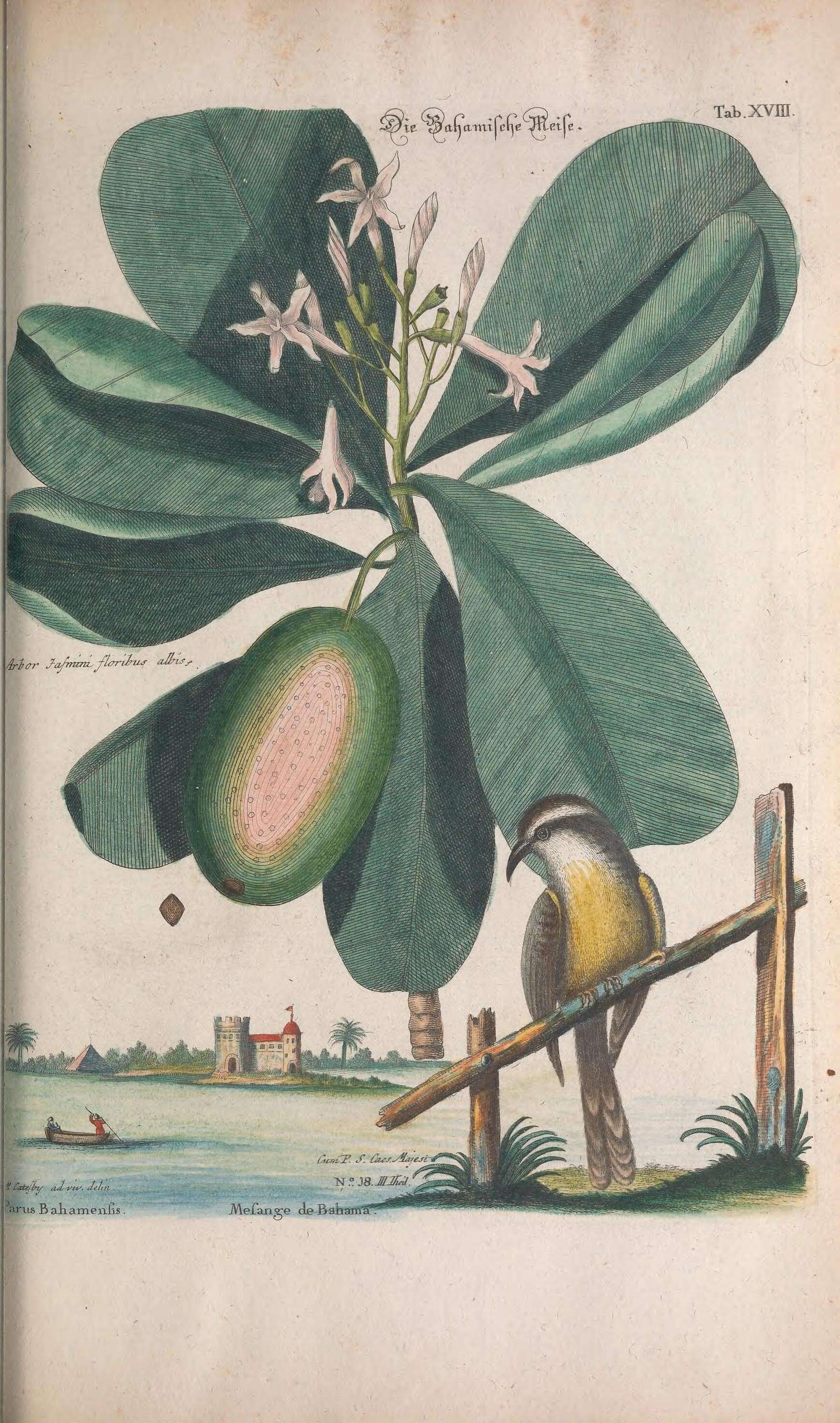 Image of Coereba flaveola bahamensis (Reichenbach 1853)