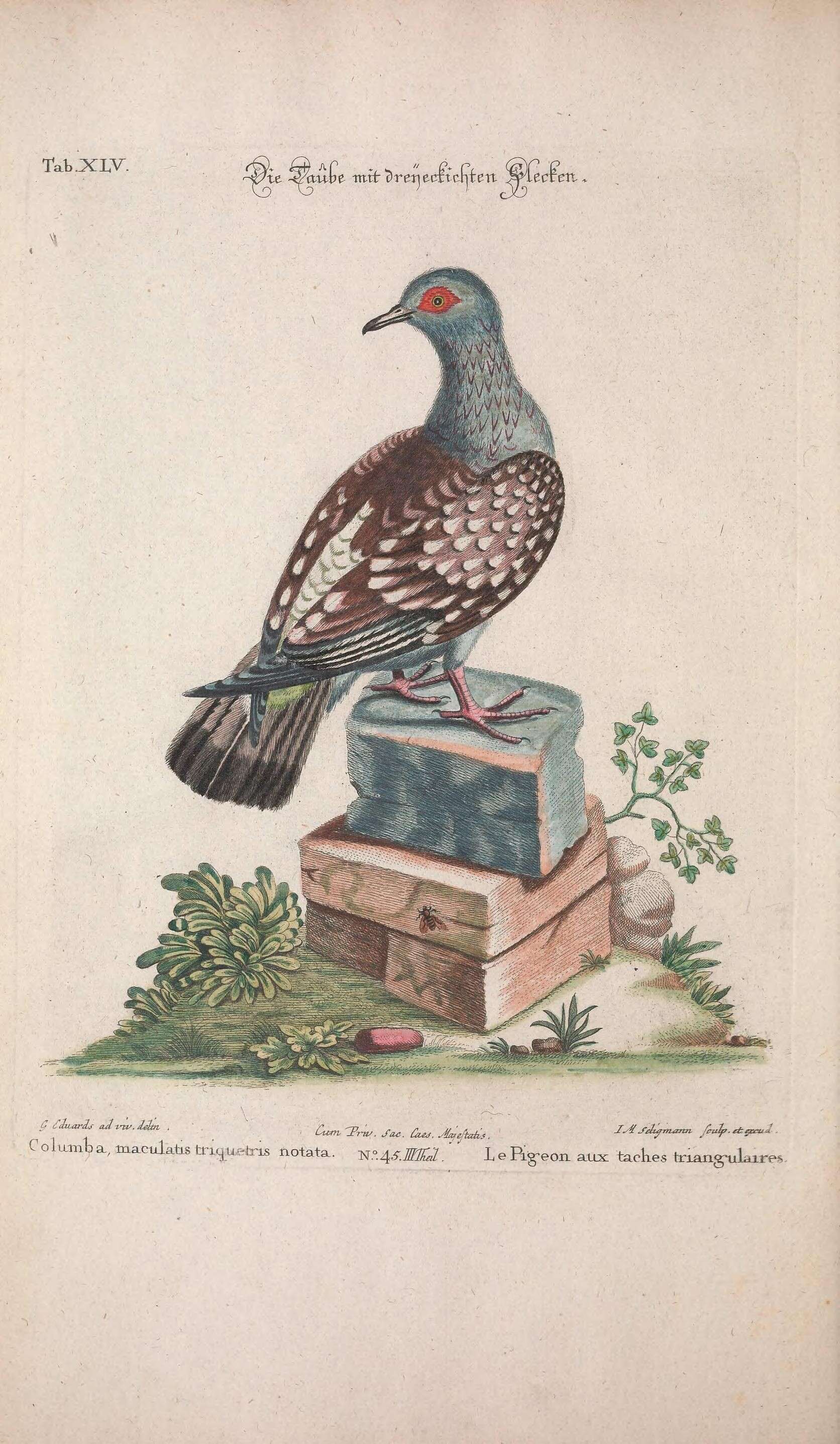 Image of Speckled Pigeon
