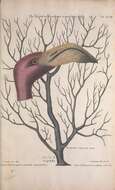 Imagem de Phoenicopterus ruber Linnaeus 1758