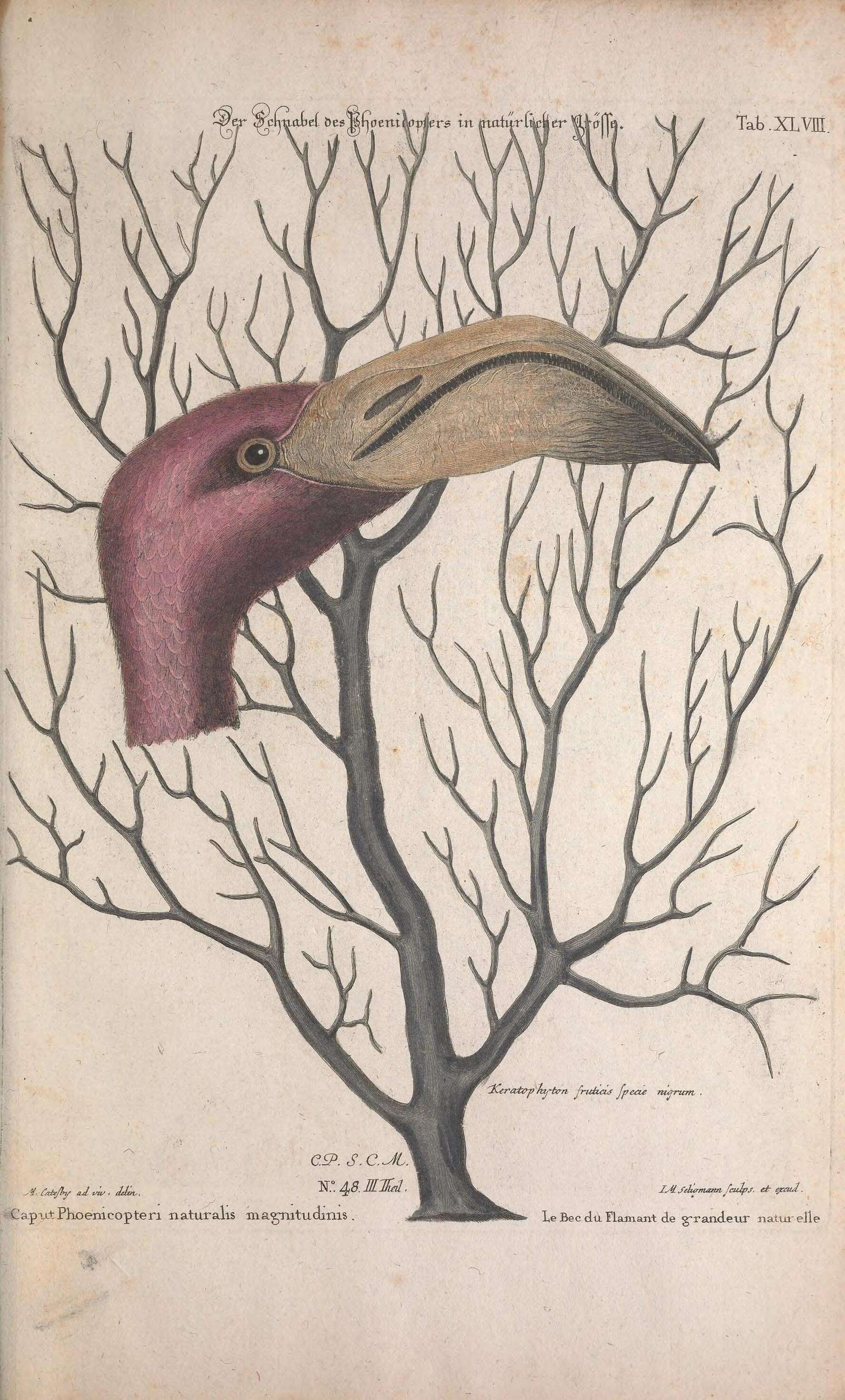 Image of American Flamingo