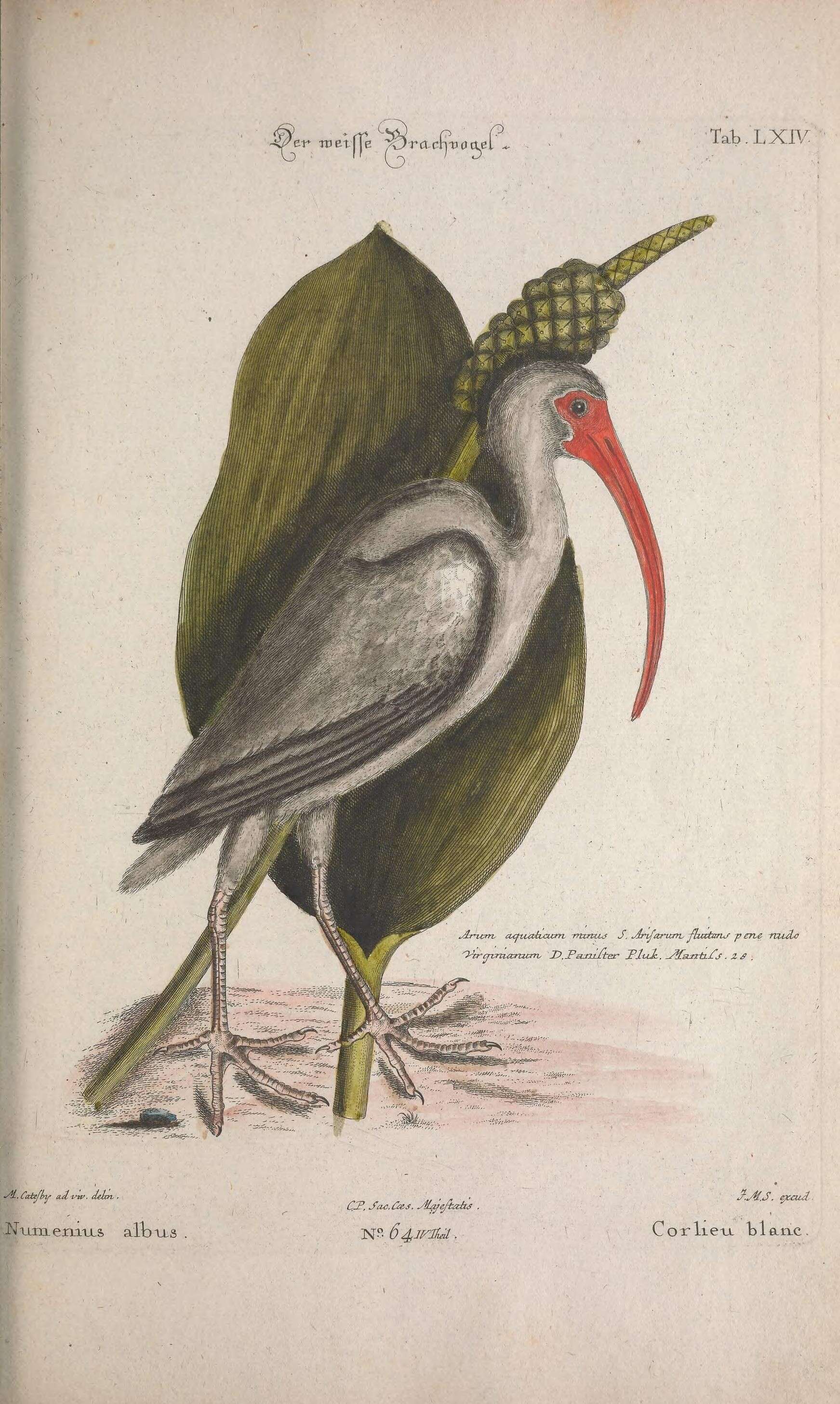 Imagem de Eudocimus Wagler 1832