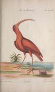 Image of Scarlet Ibis