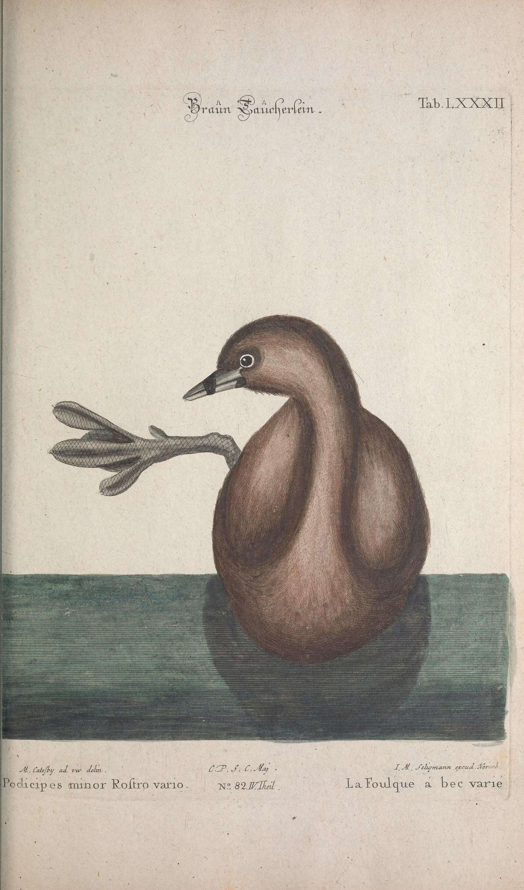 Image of Pied-billed Grebe