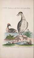 Image of Podiceps Latham 1787