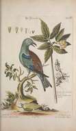 Imagem de Coracias benghalensis (Linnaeus 1758)