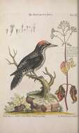 Image of American Three-toed Woodpecker