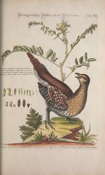 Image of Sharp-tailed Grouse