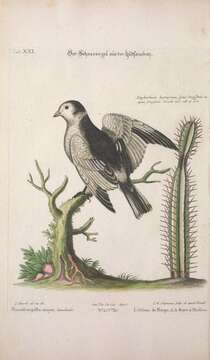 Image of Plectrophenax Stejneger 1882