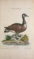 Image of Hawaiian goose