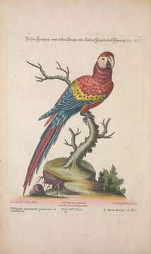 Image of Scarlet Macaw