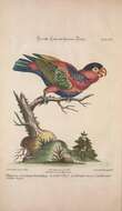 صورة Lorius lory (Linnaeus 1758)