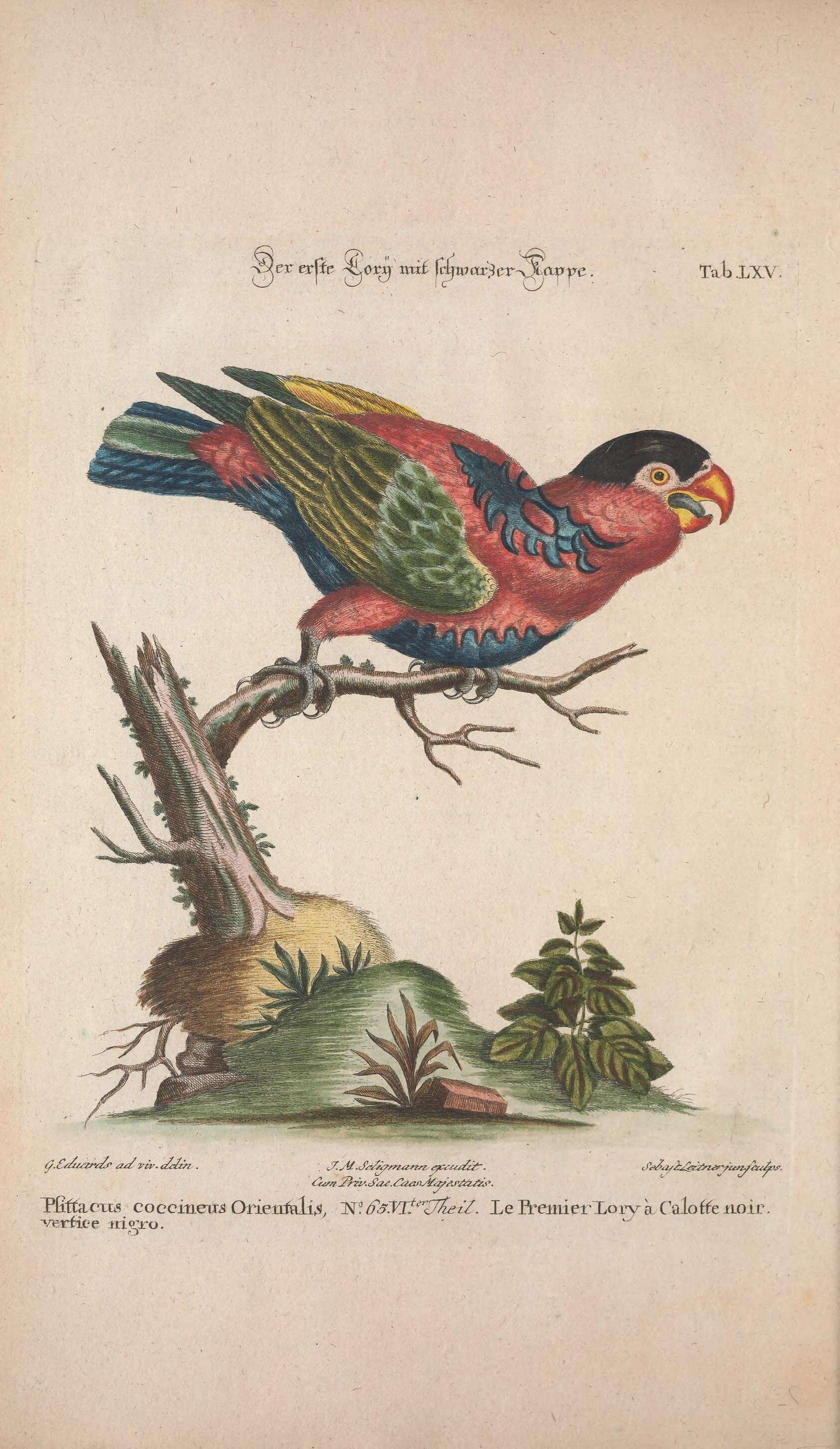 Слика од Lorius lory (Linnaeus 1758)