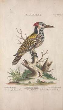 Image of Black-rumped Flameback