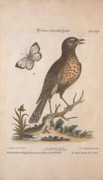 Image of Mistle Thrush