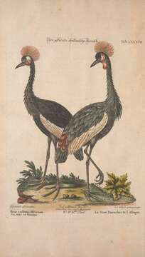 Image of Grey Crowned Crane