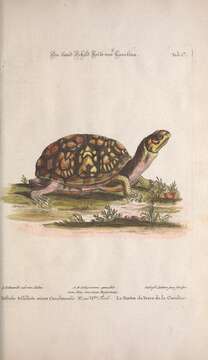 Image of Eastern box turtle