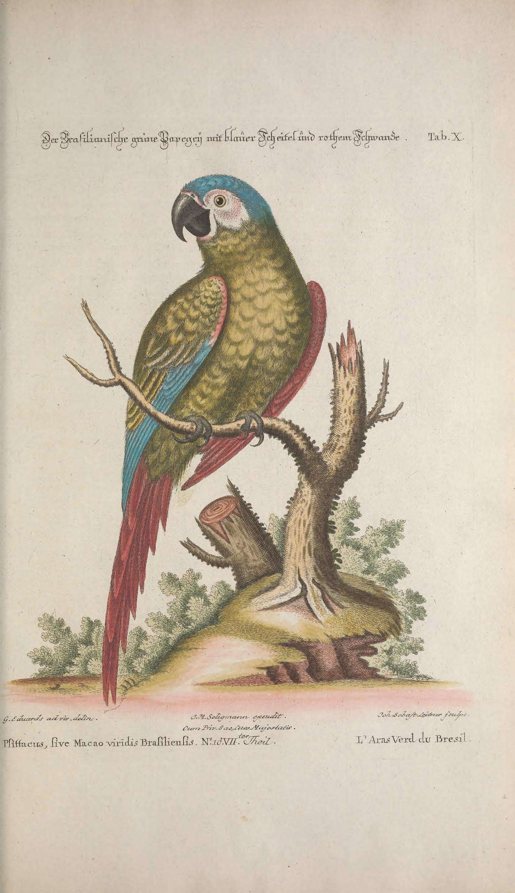 Image of Chestnut-fronted Macaw