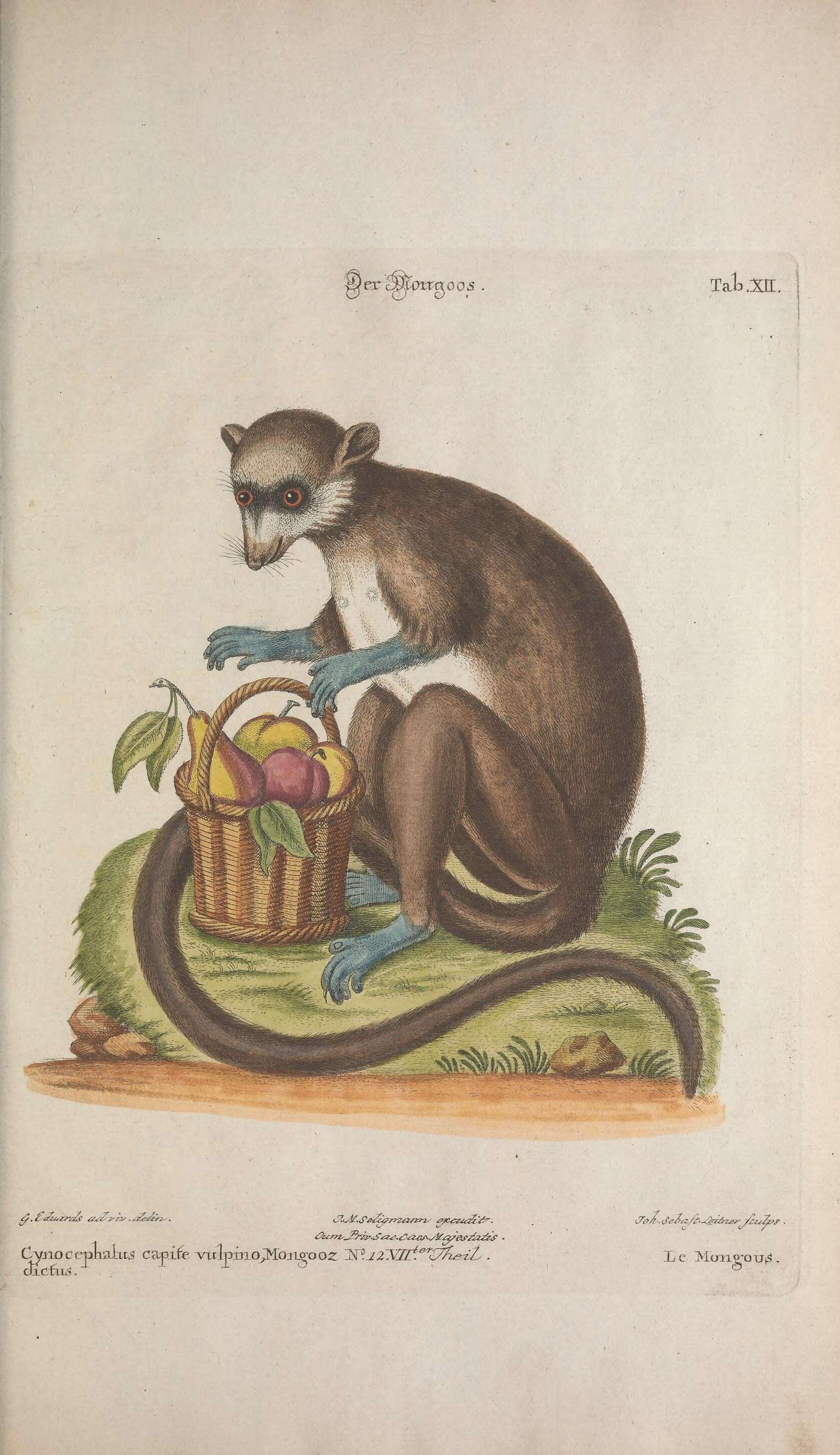 Image de Herpestes Illiger 1811