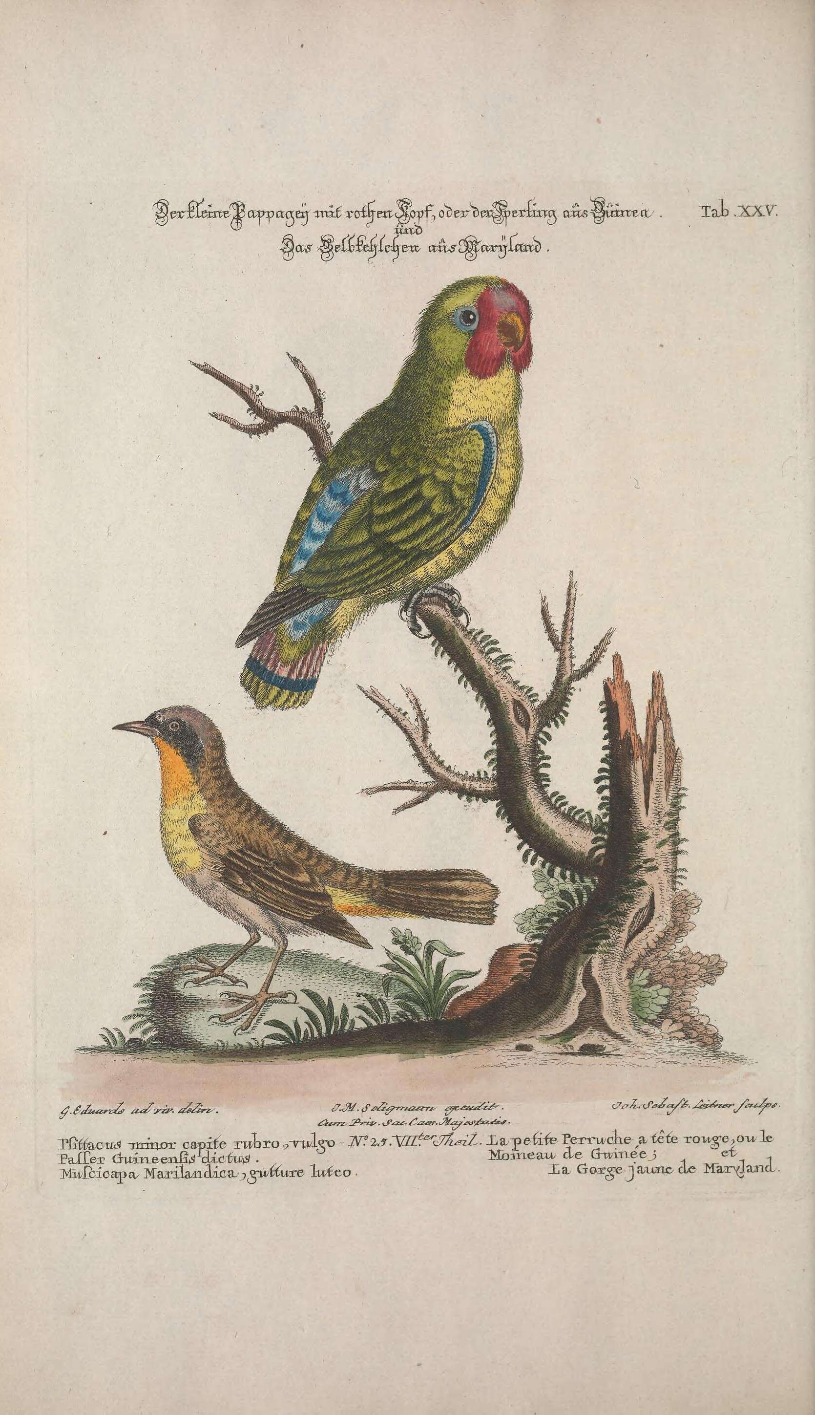 Imagem de Agapornis pullarius (Linnaeus 1758)