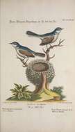 Image of gnatcatchers