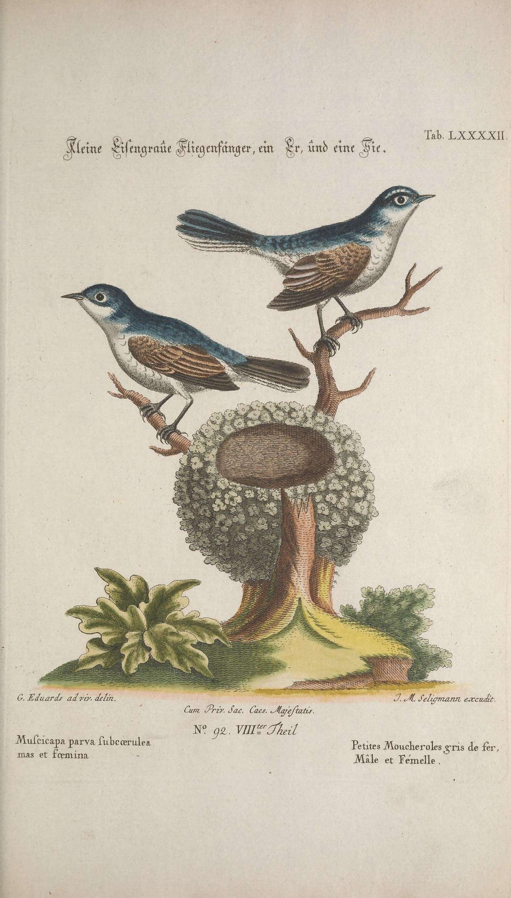 Image of gnatcatchers