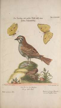 Image of White-throated Sparrow