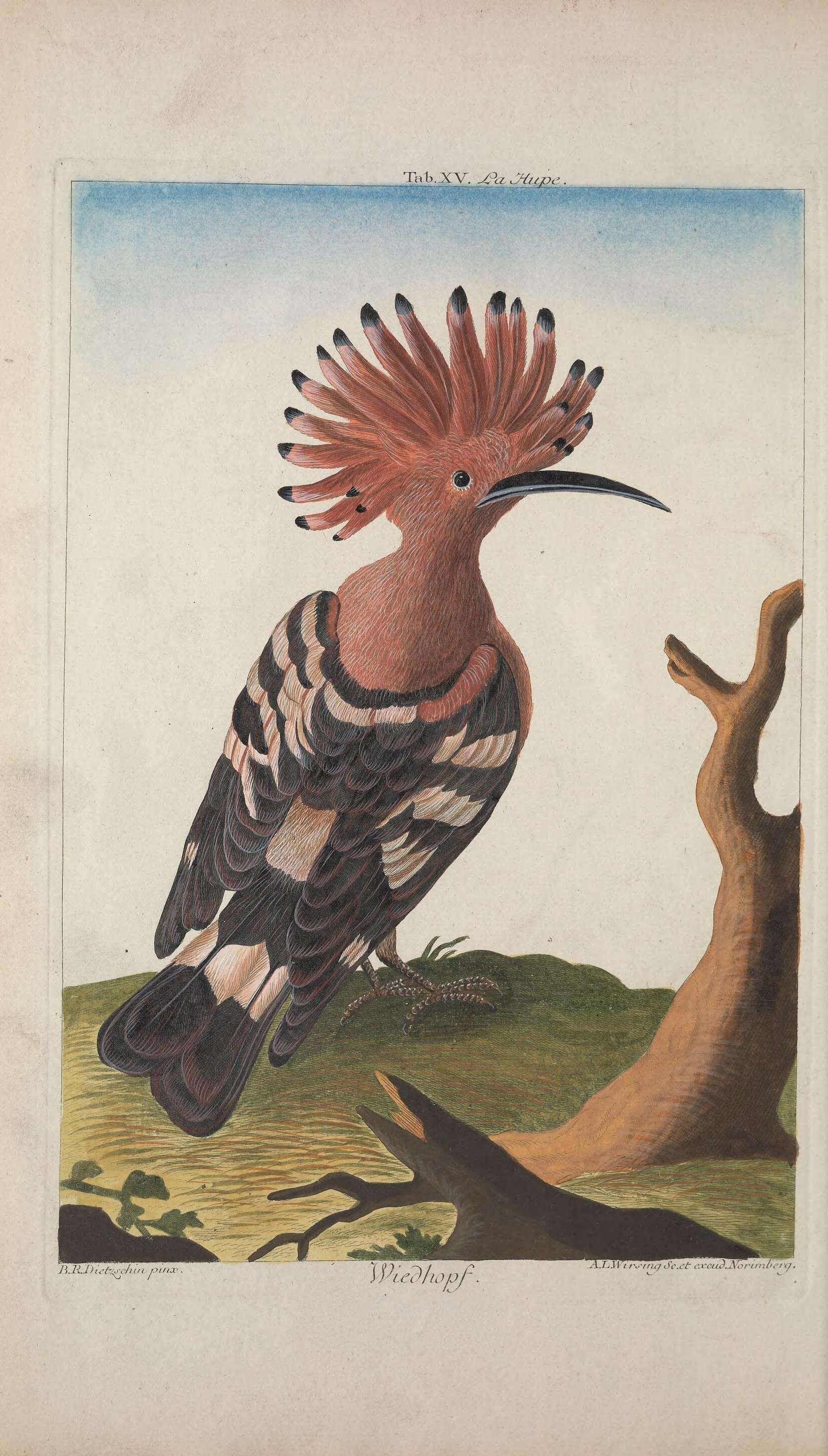 Image of Upupa Linnaeus 1758