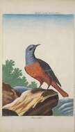 Image of Common Rock Thrush