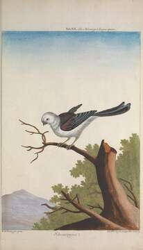 Image of Aegithalos Hermann 1804