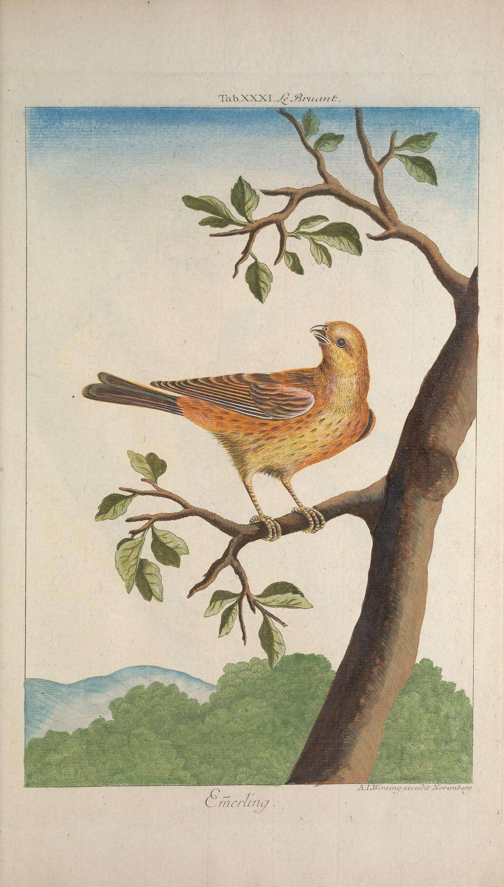 Image of Yellowhammer