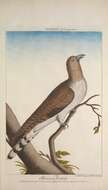 Image of Brush Cuckoo