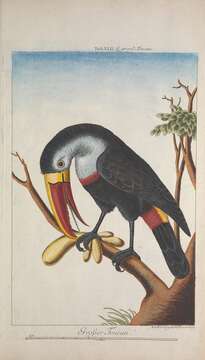 Image of Red-billed Toucan