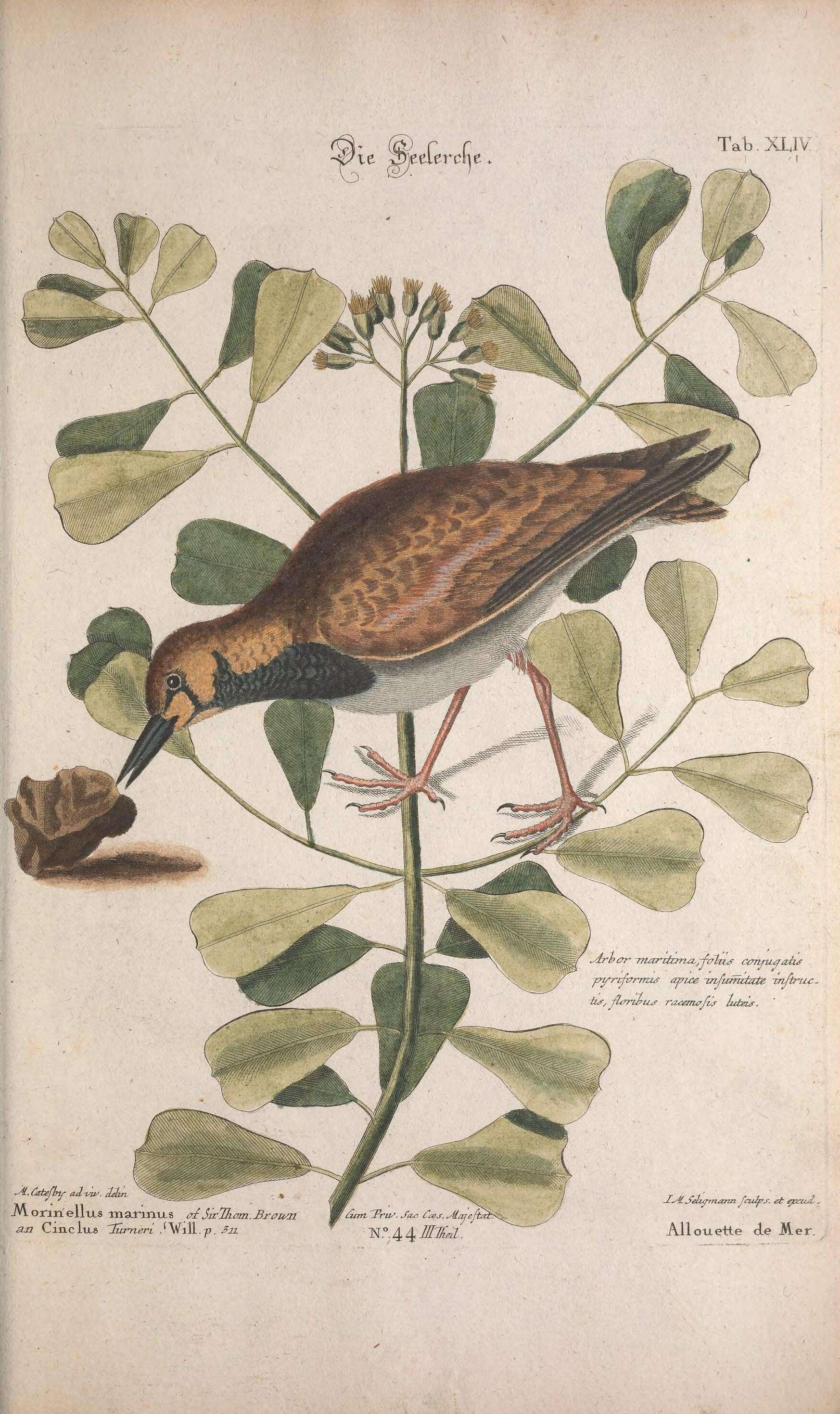 Anthus petrosus (Montagu 1798) resmi