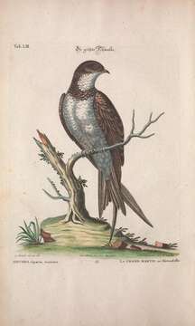 Image of Hirundo Linnaeus 1758