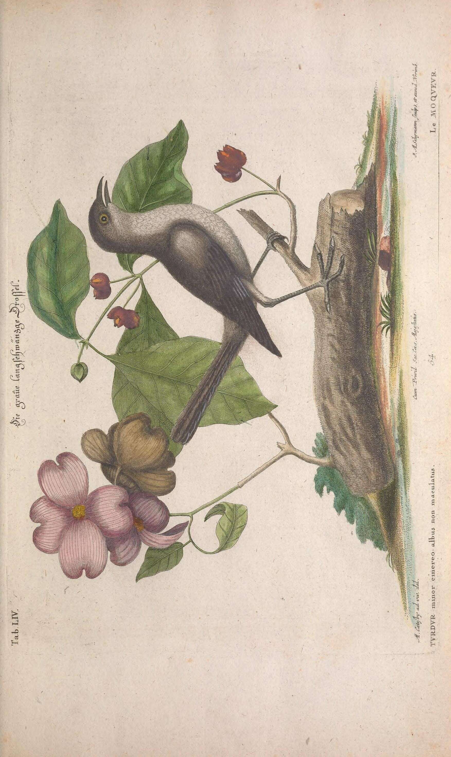 Image of Northern Mockingbird